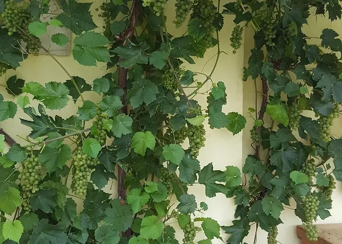 公寓 Lieblingsplatz