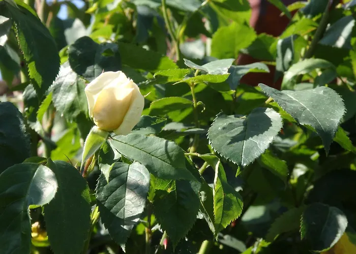 Lieblingsplatz 公寓 *